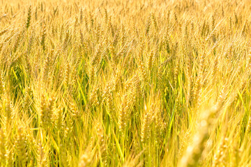 golden wheat field in spring