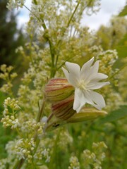 Obraz premium beautiful blooming white flower in a field among green grass