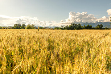 Cultivated golden wheat field in north east Italy
