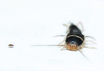 silverfish (Lepisma saccharina) front view