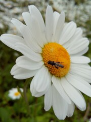 a small fly on a beautiful daisy with white petals
