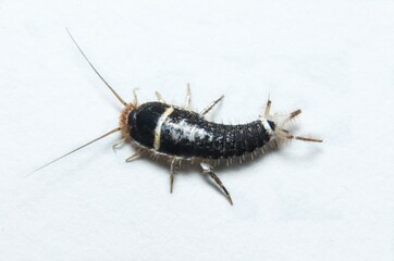 silverfish (Lepisma saccharina) top view