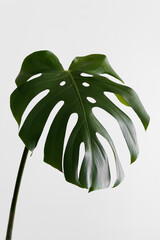 Monstera plant leaf on a white background.