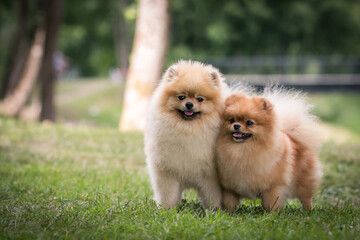 Beautiful pomeranian dog outside posing.