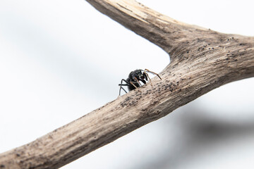 Ant Mimicking Jumping Spider on branch closeup