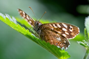 speckled wood butterfly on a leaf