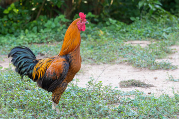 Red Rooster