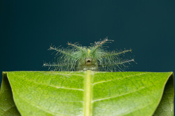 Mango Baron Caterpillar(Euthalia aconthea) closeup face
