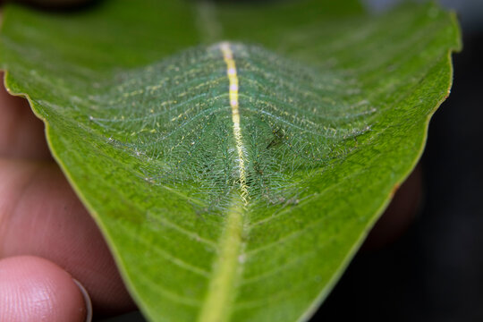 Mango Baron Caterpillar(Euthalia aconthea) closeup