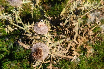 Huge Thistle with dried flowers on the meadow.