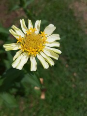 A White daisy flower in a garden