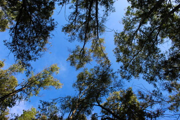 Concept loneliness in the forest. Trees, leaves and blue sky background.
