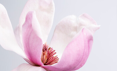 Fototapeta na wymiar Magnolia liliiflora flower, Lily magnolia flower on gray background, Purple magnolia flower
