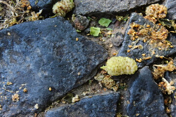 Close up of white mulberry fruit on the ground. Morus alba, white mulberry.