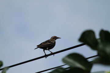 étourneau unicolore