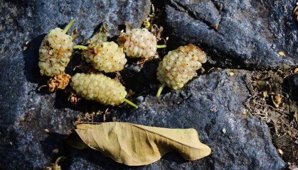 White mulberry fruits. Morus alba, white mulberry.