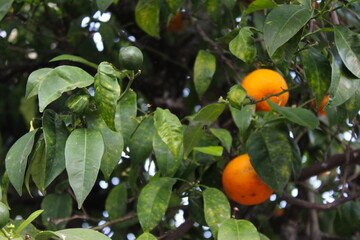 Green mandarins with ripe orange mandarins in the background on a branch. In the city of Beja, Portugal.