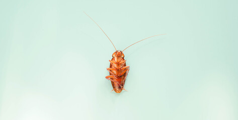 cockroach on blue background. insect bug