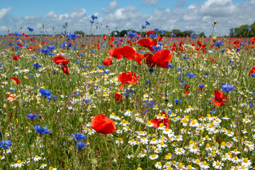 Blumenwiese im Sommer 