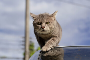 The Cat on car looking for prey