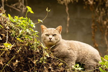 The cat sitting on A wooden fence looking for prey