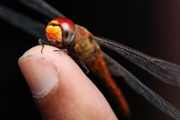 scarlet dragonfly sitting on finger