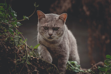 The cat sitting on A wooden fence looking for prey