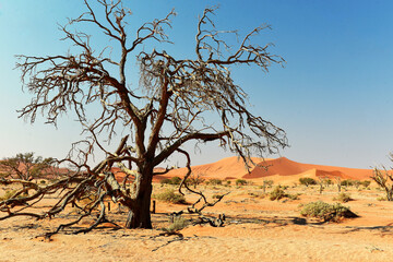Fototapeta na wymiar Naukluft Nationalpark Namibia, Sossusvlei