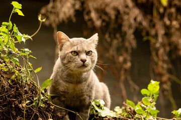 The cat sitting on A wooden fence looking for prey
