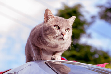 The Cat on car looking for prey