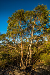 Fototapeta premium Hiking paths in the Grampians National Park in Victoria, Australia.