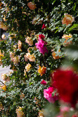 An explosion of blooming colored roses. Roses climb on a wall. Luxuriant, blooming hedge of red-pink rose, living fence from roses. 