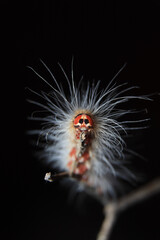 Caterpillar closeup Wallpaper