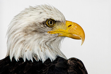 US Eagle