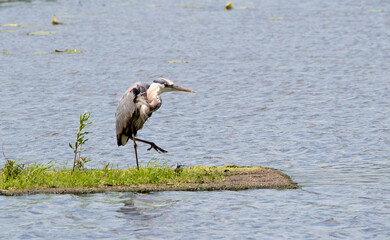 great blue heron ardea cinerea with leg up