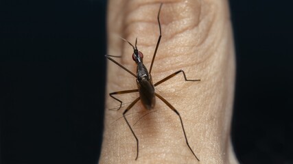 Cactus Flies (Neriidae) back view