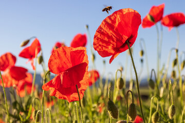 corn poppy