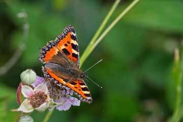 Small Tortoiseshell butterfly on a flower