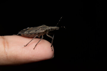 Stink Bug on finger