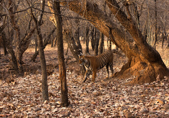 Tigress Noor cub marking its territory, Ranthambore Tiger Reserve
