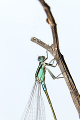 Damselflies on a branch
