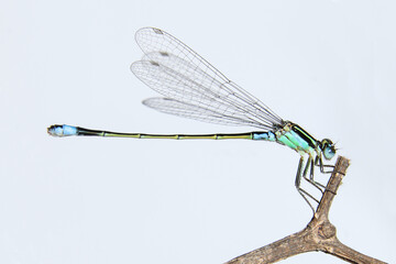 Damselflies (Ischnura senegalensis)