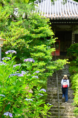 久安寺の紫陽花と参拝客
