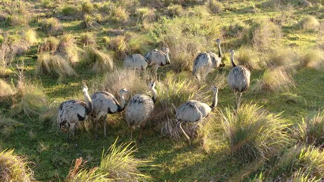 Aerial view of a group of rhea or ostrich in the field at sunset, natural landscape of Argentina. 4k wild animal video