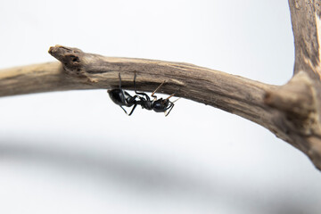 Ant Mimicking Jumping Spider on branch