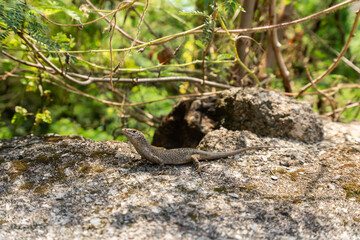 Beautiful Mabuia or Noronha Skink found in Fernando de Noronha, a Unesco World Heritage site, Pernambuco, Brazil