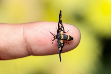 The handmaiden moth on finger tips
