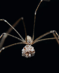 Cellar Spider or Daddy Long legs Spider