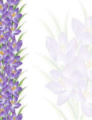 Naklejka na ściany i meble Crocus purple painted with colored pencils hand drawing on border line on a white background