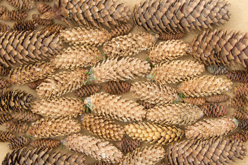 Many spruce cones of different sizes and colors lie horizontally on plywood close to each other. Background. View from above